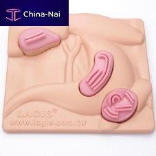 Stomach anatomy model OM-01 seriesboweltraininganastomosis