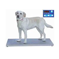 Electronic veterinary weighing scale 404ESfor large animalswith separate indicatorplatform