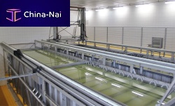 Cheese brining system