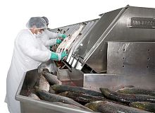 Salmon gutting line U1, U2