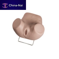 Hysteroscopy simulator GD/F35gynecological carefemalelower body