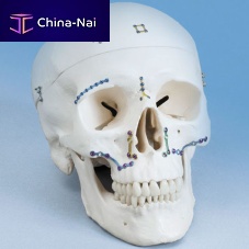 Maxillofacial compression plate OPTIMUSmid-shaftlockingnon-locking