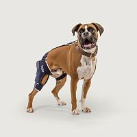 Surgical knee support Balto® Jumpveterinaryradiolucent