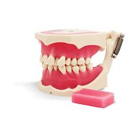 Training simulator E40for orthodonticsmouthresin