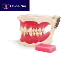 Training simulator E40for orthodonticsmouthresin