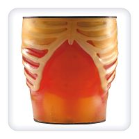 Ultrasound imaging test phantom M1113torso