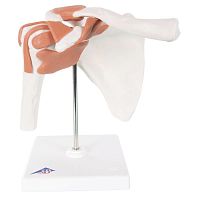 Shoulder anatomy model 3BA80