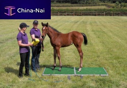 Electronic veterinary weighing scale Goodwoodfor horseswith mobile displayplatform