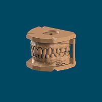 Gingival anatomy model dentalresin