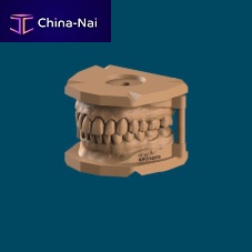Gingival anatomy model dentalresin