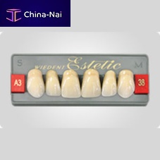 Acrylic dental prosthesis Wiedent Estetic Upper anterior teeth