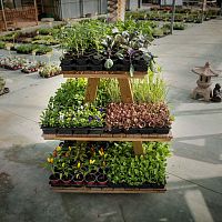 Plant display rack 600001woodenfour-faced3-shelf