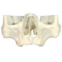 Maxilla anatomy model 3D-101