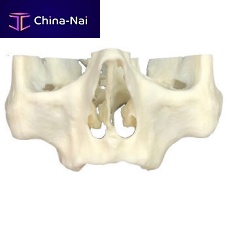 Maxilla anatomy model 3D-101