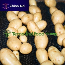 Potato processing line washingsorting
