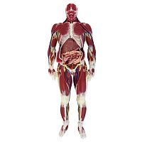 Nervous system anatomy model G3jointmuscularfor teaching