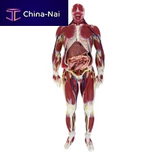 Nervous system anatomy model G3jointmuscularfor teaching