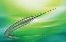 PTCA catheter HEBES coronaryballoon