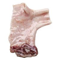 Pulmonary artery vascular bioprosthesis CardioGraft ®allograft