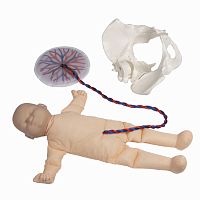 Childbirth demonstration simulator 4071obstetrical/gynecologicalfemalefetal