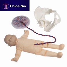 Childbirth demonstration simulator 4071obstetrical/gynecologicalfemalefetal