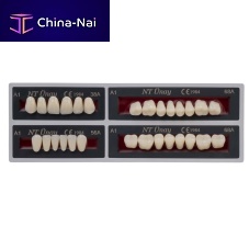 Acrylic dental prosthesis NT Unayanterior teethposterior teeth